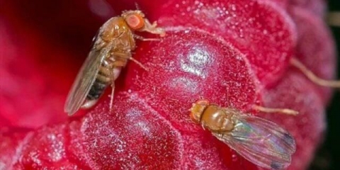 Muha stabljike maline: metode suzbijanja, proljeće, ljeto, fotografija